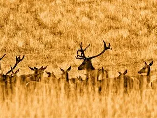 TestAccount444 online